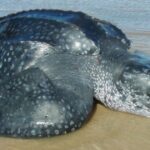 Increíble hallazgo cerca de Punta del Este: encontraron la especie de tortuga más grande del mundo