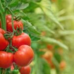 Así podés cultivar tomate cherry en tu casa