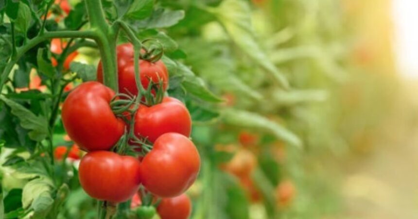 Así podés cultivar tomate cherry en tu casa