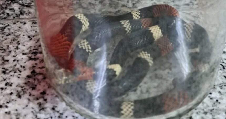 Una serpiente venenosa mordió a dos hermanos en Neuquén y activaron un operativo para conseguir el antídoto que les salvó la vida