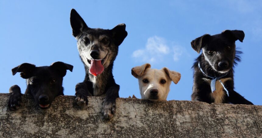 Cuántas patas de pollo se le puede dar a un perro, según especialistas