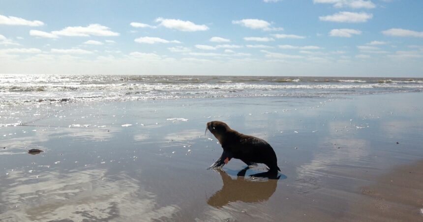 El enternecedor momento en el que un lobo marino vuelve al mar después de que le salvaran la vida