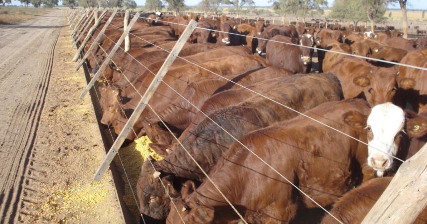 ¿Cuántos Kilos se recomienda de alfalfa y qué otros alimentos se podría incorporar?