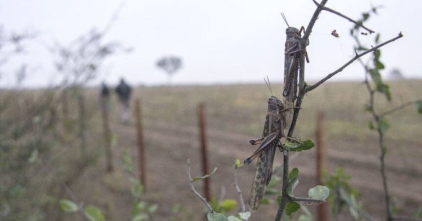 La plaga que resurgió en 2015 y hoy afecta a varias provincias del país