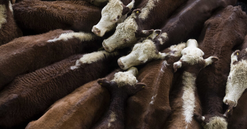 Caída de los valores de la hacienda en el Mercado Agroganadero de Cañuelas