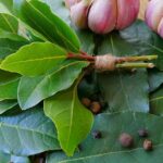 Cuál es el amuleto con ajo y laurel para protegernos de la envidia y atraer la fortuna