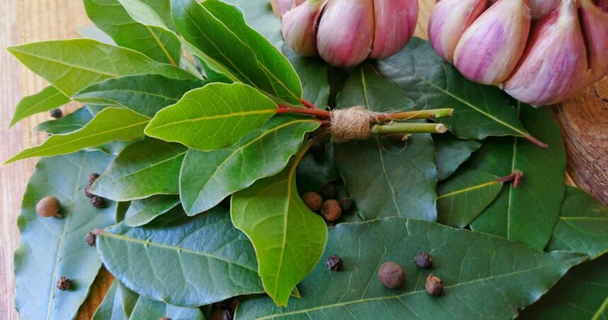 Cuál es el amuleto con ajo y laurel para protegernos de la envidia y atraer la fortuna