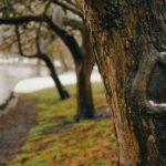 Qué significa escribir el nombre de un enamorado en la corteza de un árbol