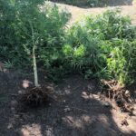 Allanaron un domicilio por robo y encontraron plantas de marihuana