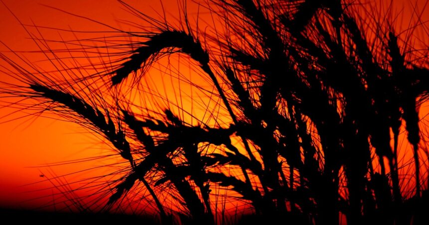 Combo letal para el trigo 2023: las lluvias llegaron tarde y los precios se derrumbaron