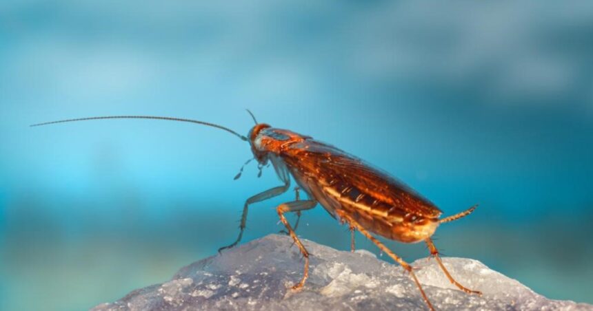 Cuáles son las casas donde aparecen más cucarachas, según la ciencia