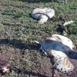 Horror en un campo: descuartizaron a sus vacas y en un año le robaron la mitad de los animales