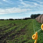 Una productora quiere dar rollos de soja de planta entera para la recría: qué tener en cuenta