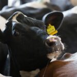 Crean una vaca que produce proteínas de insulina humana en su leche