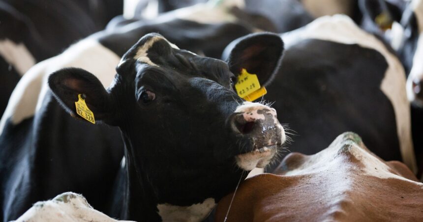 Crean una vaca que produce proteínas de insulina humana en su leche