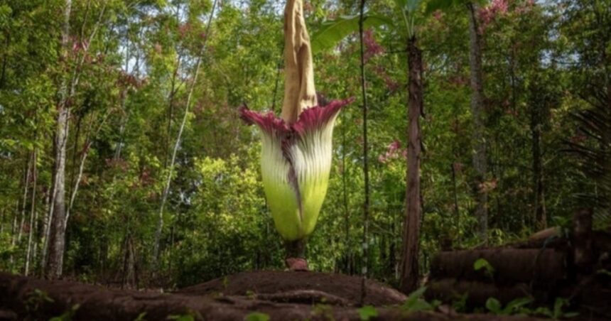 Cómo se ve la extraña “flor cadáver” y dónde se la puede ver