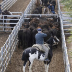 Pese a la pobre oferta, el precio de la hacienda sigue planchado en el Mercado Agroganadero de Cañuelas