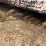 Salieron peces de las alcantarillas del Conurbano: el extraño fenómeno que se dio por la crecida del Río de la Plata