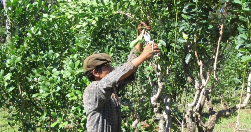 No hay acuerdo ni tampoco laudo: los yerbateros se quedan sin precios de referencia para la cosecha gruesa tras más de 20 años