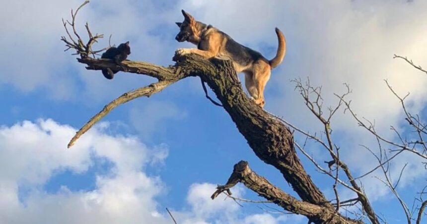 Un perro perseguía a un gato y ambos debieron ser rescatados por los bomberos