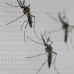 Dengue: el dato que derrumbó el mito de los brotes cada cuatro años y un duro pronóstico