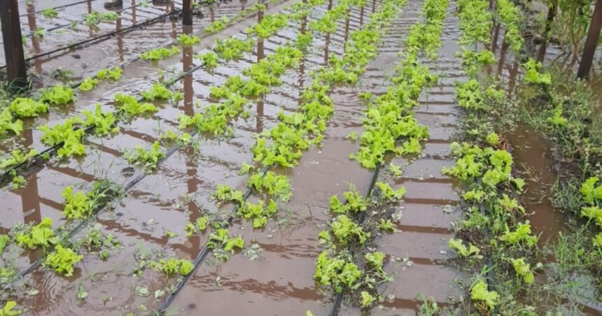 Más de la mitad de las quintas hortícolas de Varela siguen destruidas tras los temporales