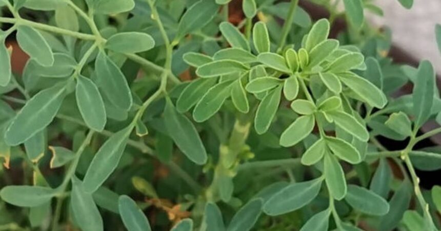 Cuál es el significado de encontrar ruda seca en el jardín, según el Feng Shui