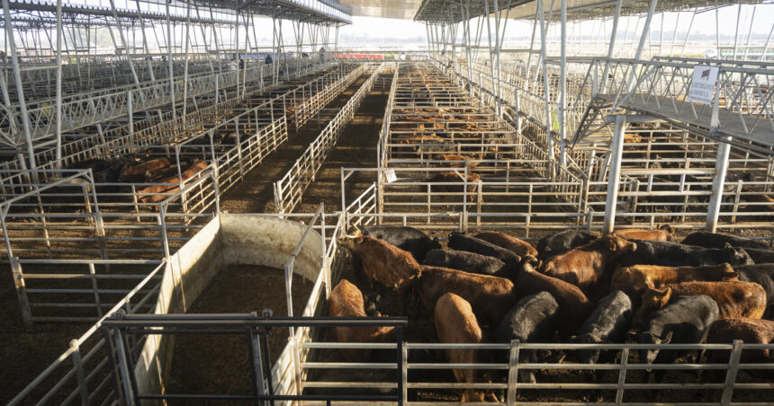 Remate en el Mercado Agroganadero de Cañuelas