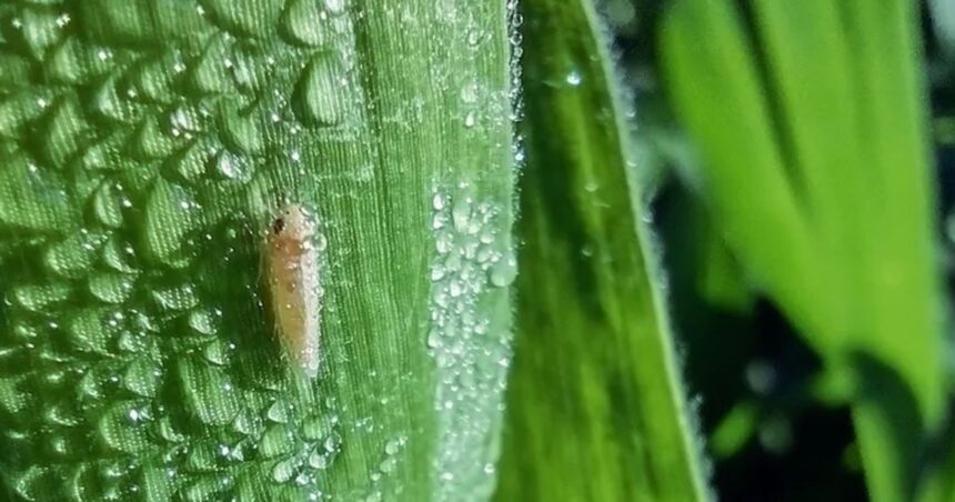 Alarma por los dólares del campo: millonarias pérdidas en maíz por una peligrosa plaga