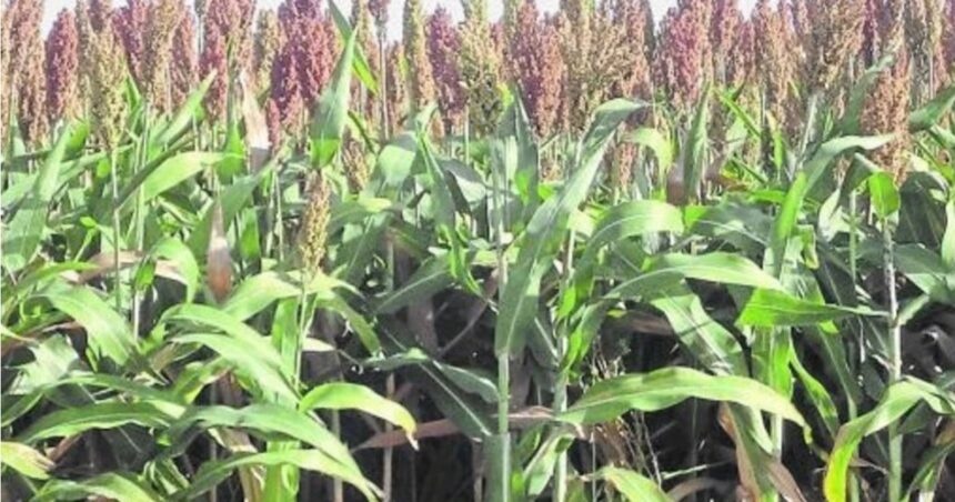 Va a sembrar ahora avena para pastoreo y luego sorgo: ¿Es posible utilizar terbutilazina para controlar malezas?