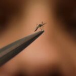 Dengue: quiénes tienen más chances de contagiarse por segunda vez si los pica un mosquito infectado