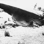 El caso Roswell: ¿cayó sobre la Tierra un plato volador tripulado?