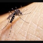 Dengue. “Hacen falta 12 días consecutivos de frio para que muera el mosquito”