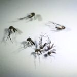 La “ola subpolar” contra los mosquitos del dengue durará más de lo previsto por un evento climático extra