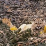 ¡Preparen, apunten, fuego! Autorizan a cazar  zorros, pumas y guanacos y estalla una nueva  polémica con ecologistas en el Sur