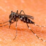 Alerta por la continuidad del brote de dengue: “El mosquito no dará descanso, hay que prepararse para los próximos días”