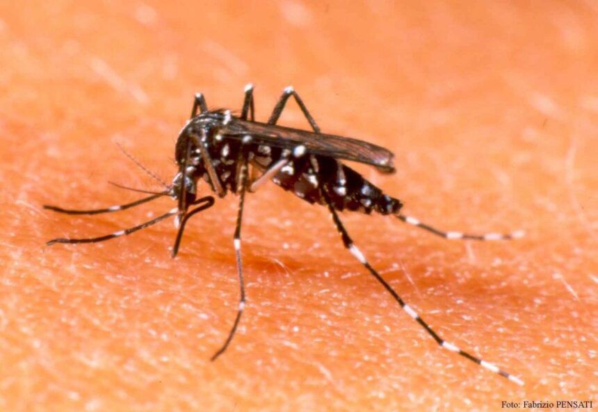 Alerta por la continuidad del brote de dengue: “El mosquito no dará descanso, hay que prepararse para los próximos días”