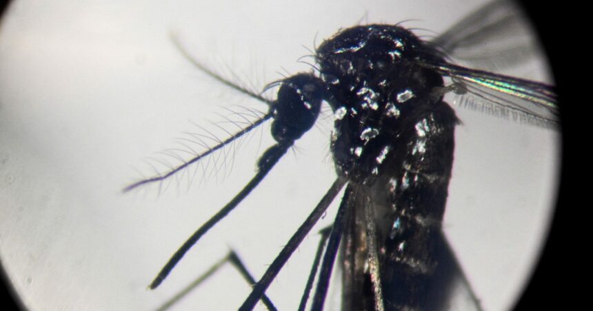 Dengue recargado: crece la amenaza por mosquitos que transmiten dos cepas a la vez