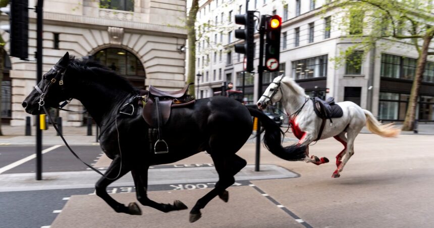 “Vida” y “Trojan”, los caballos de la Guardia Real que corrieron asustados por las calles de Londres, están “en grave estado”