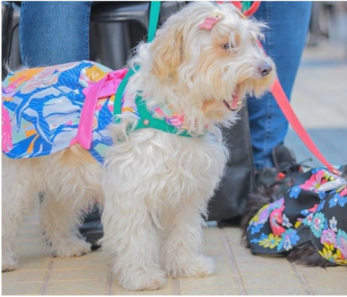 la-municipalidad-inicia-inscripciones-para-la-escuela-de-adiestramiento-canino