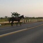 Una combi chocó a tres animales sueltos en Ruta N°74