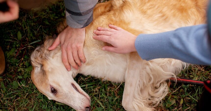 ¿Cómo saber si mi perro está intoxicado por plantas?