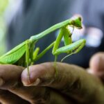 El sorprendente significado de ver una mantis religiosa en tu jardín