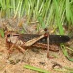 Detectan langostas en Catamarca, Córdoba y La Rioja