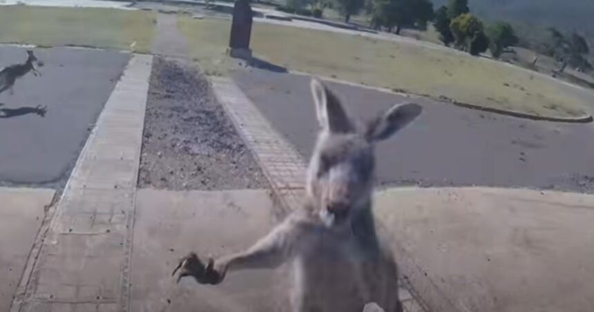 la-historia-detras-del-viral-del-hombre-que-aterriza-en-parapente-y-sufre-el-inesperado-ataque-de-un-animal