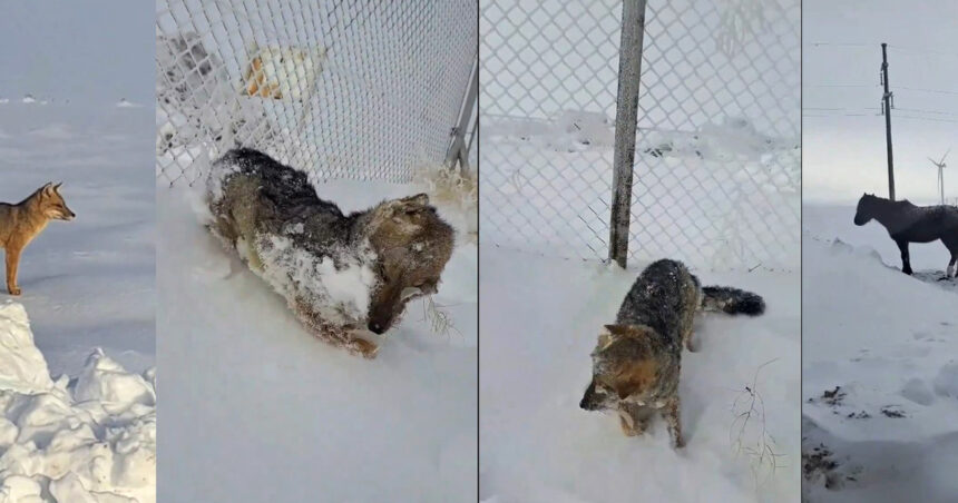 Animales congelados por el frío extremo, una de las tristes postales que deja la ola polar en la Argentina