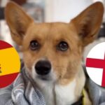 El perro adivino que es furor revela quién ganará la Eurocopa 2024: España o Inglaterra