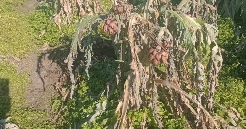 “Jamás viví algo así”: la seguidilla de heladas destruyó la cosecha de alcauciles en La Plata