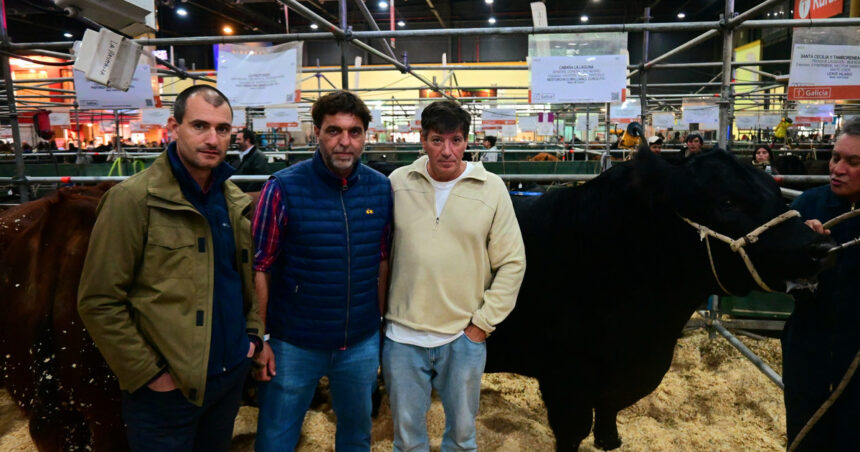 Los tres mejores toros Angus de la Patagonia están en Palermo pare medirse con la élite de la raza