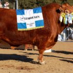 Expo Rural de Palermo: Limousin consagró a sus grandes campeones